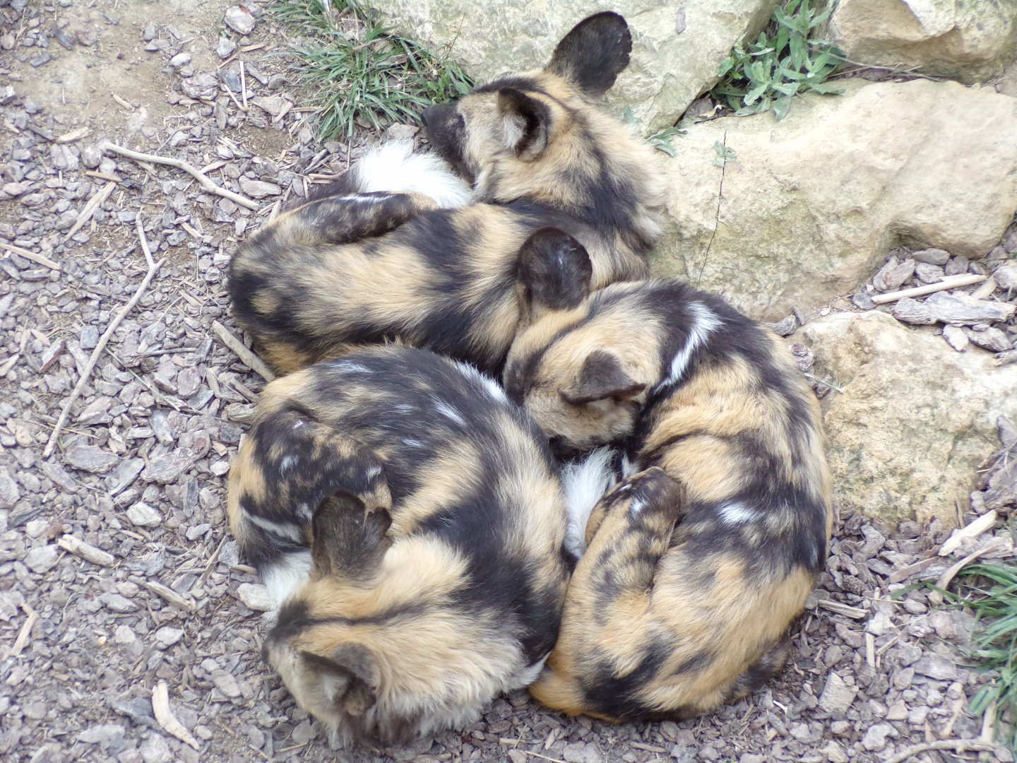 African wild dogs - Réserve Africaine de Sigean (2024)