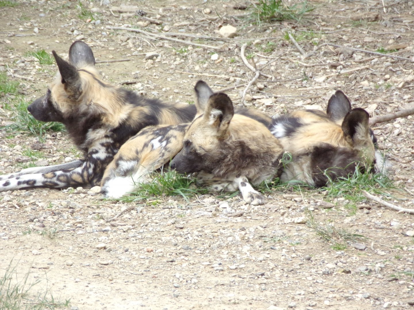 African wild dogs - Réserve Africaine de Sigean (2024)