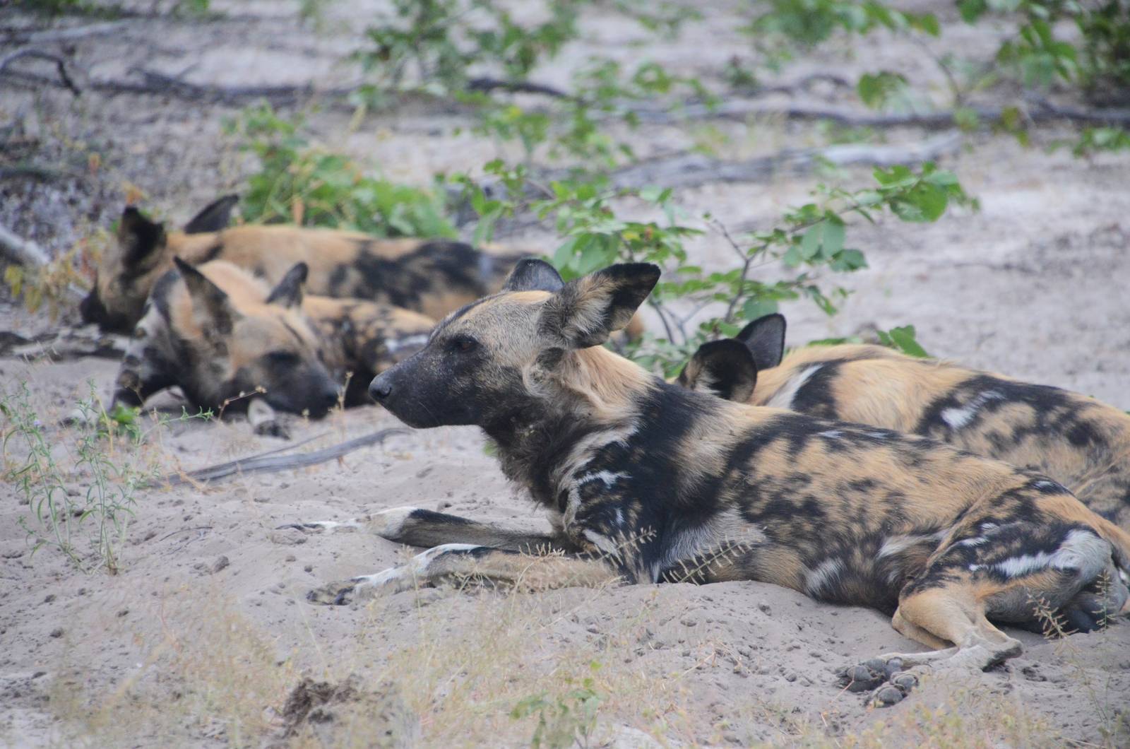 African Wild Dogs, Road to Khwai Community Area, Botswana, 23/04/16