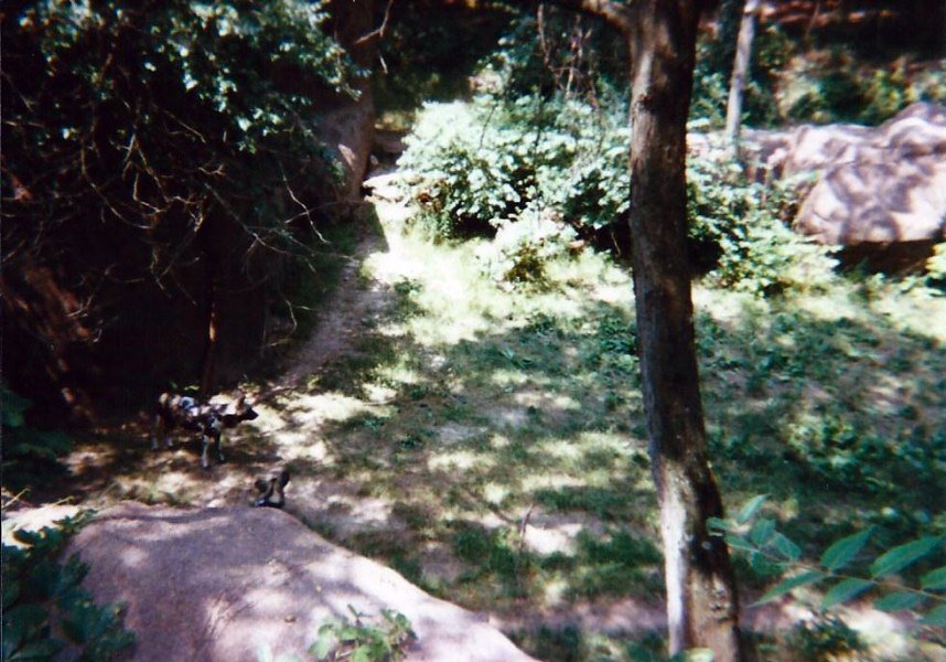 African Wild Dogs - Tiger Canyon - June 2000