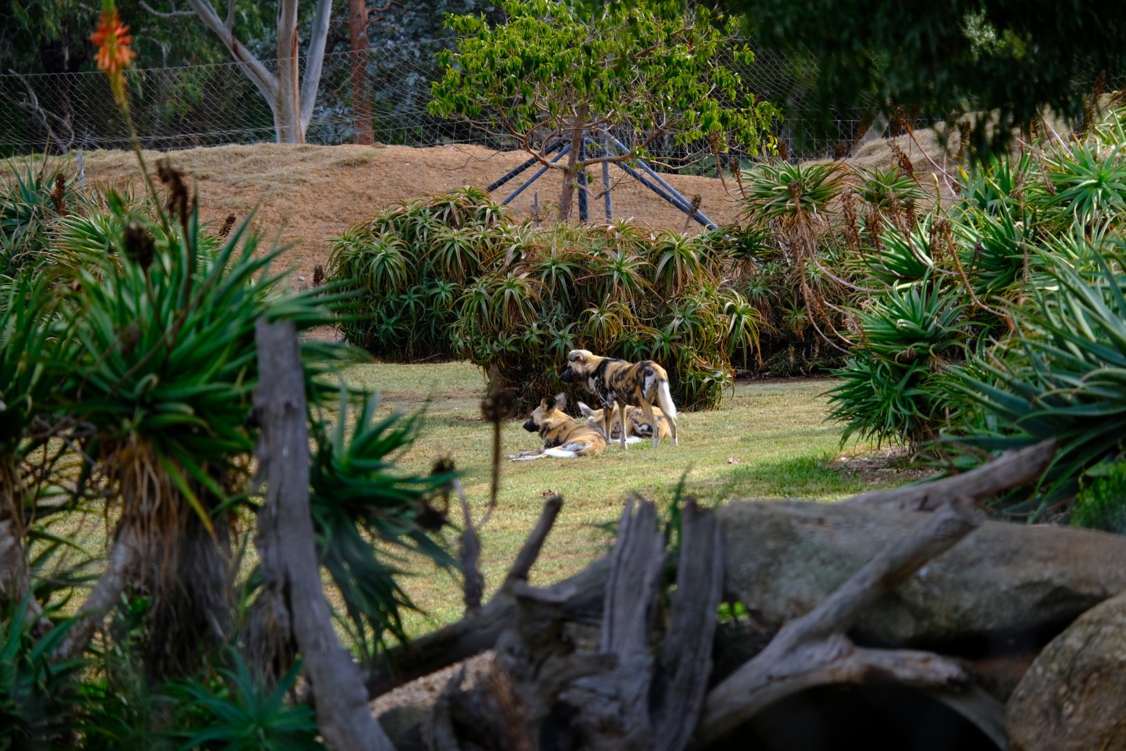African Wild Dogs - Werribee Open Range Zoo