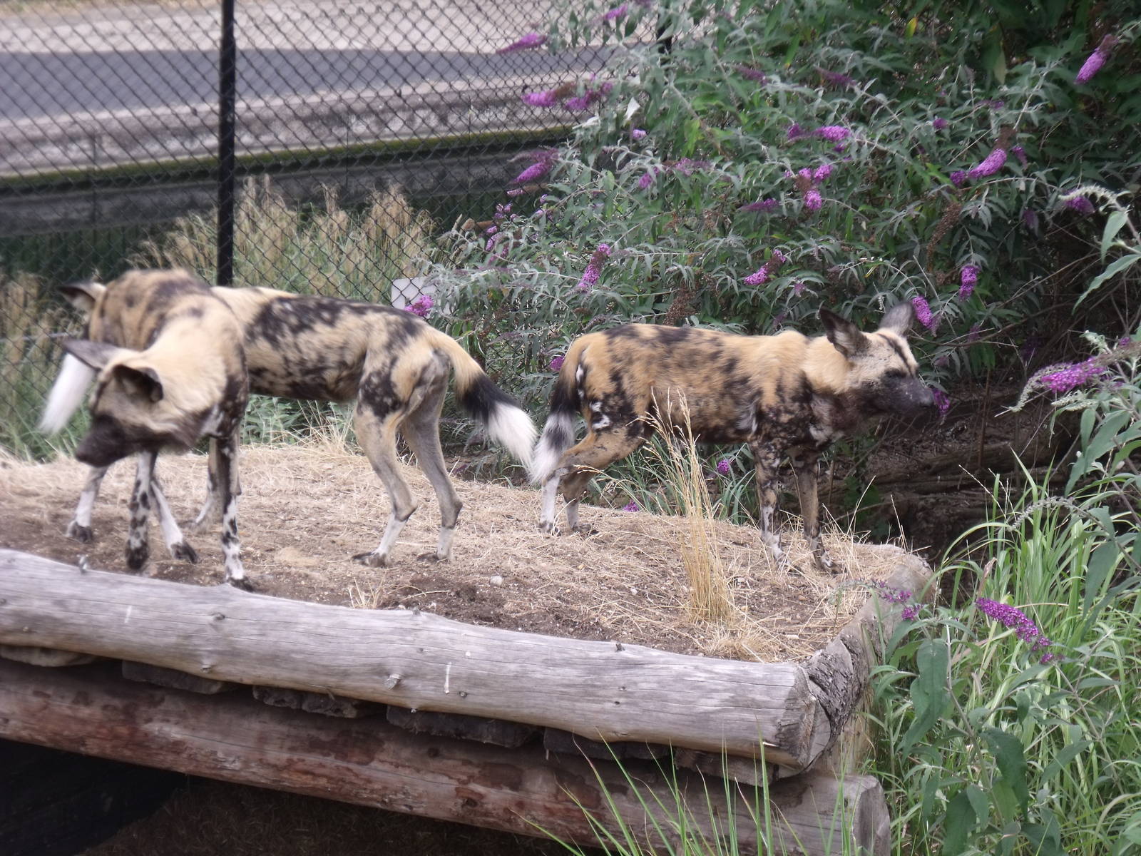African Wild Dogs