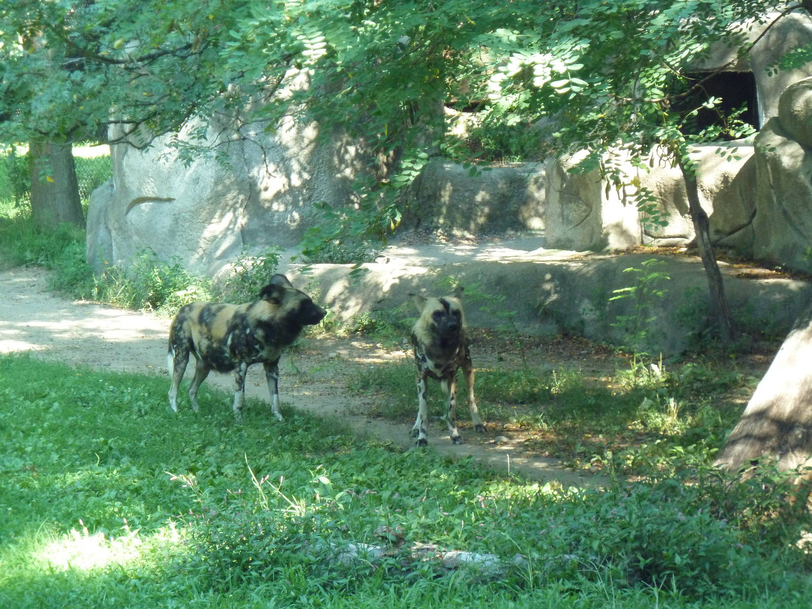 African Wild Dogs