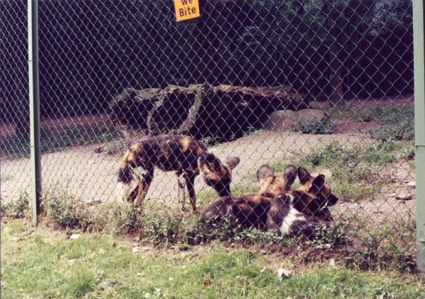 African Wild dogs