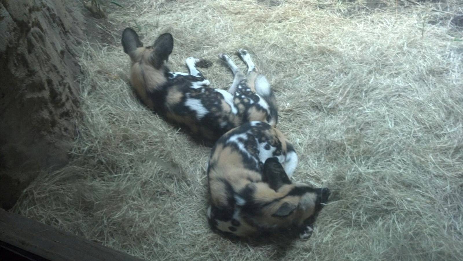 African Wild Dogs