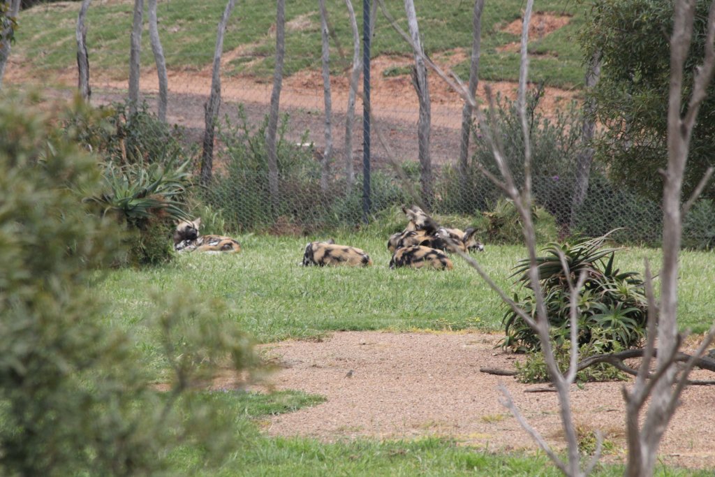 African Wild Dogs