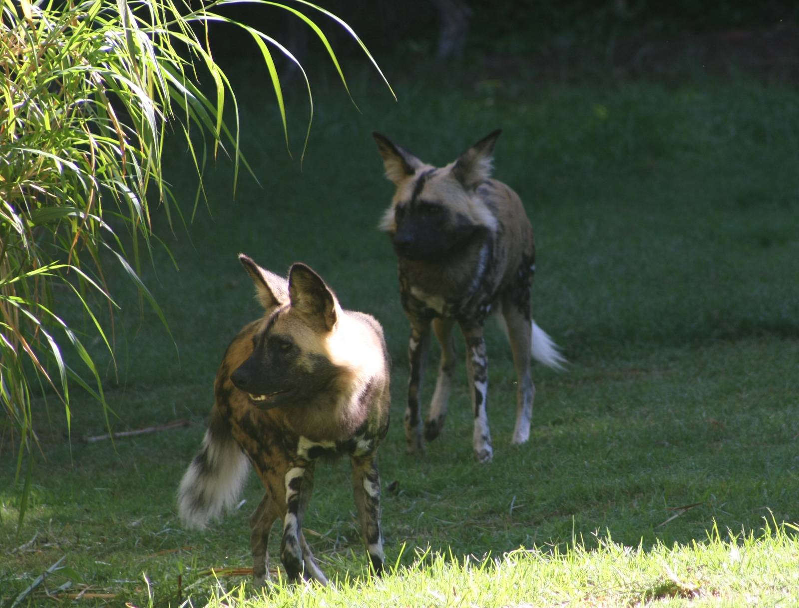 African Wild Dogs