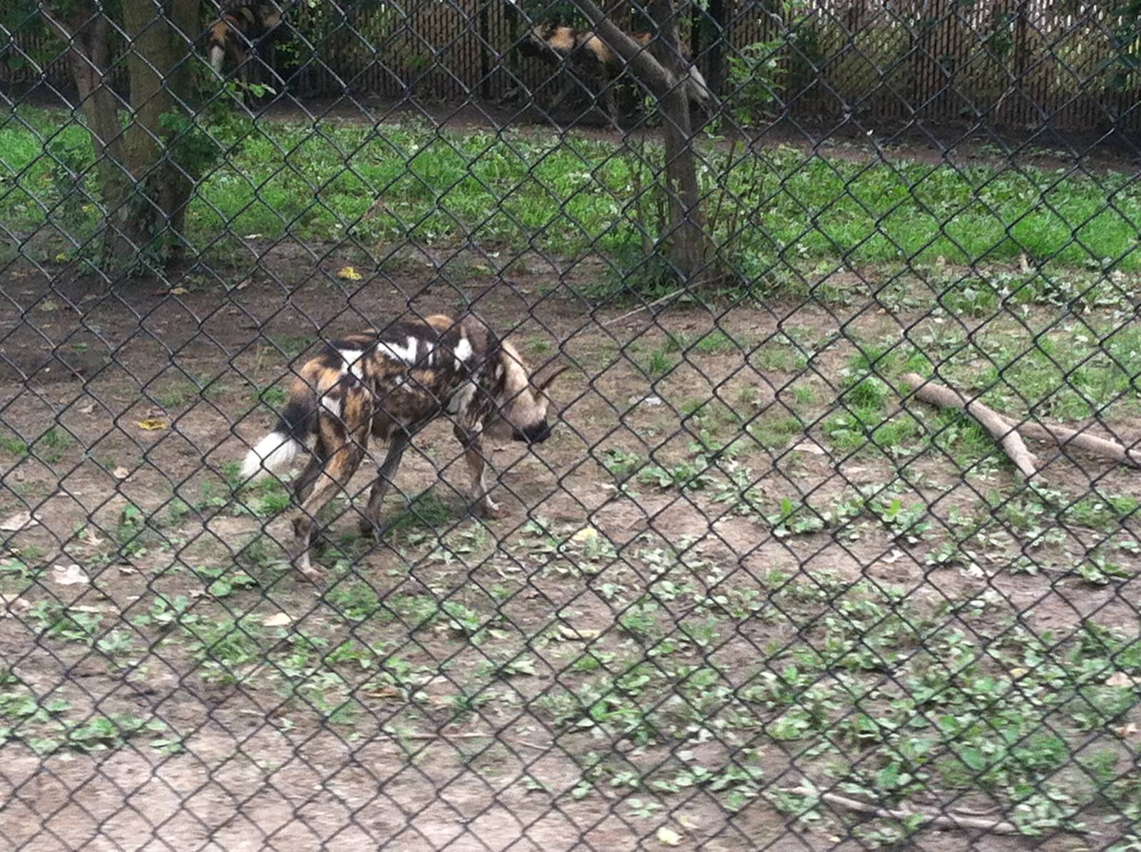 African Wild Dogs
