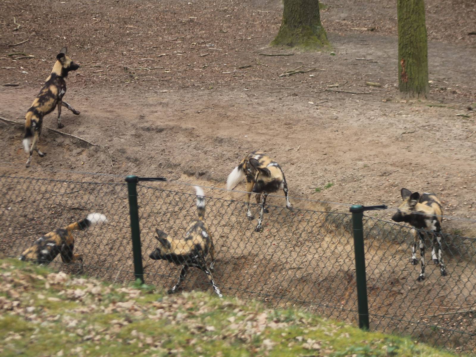 African wild dogs