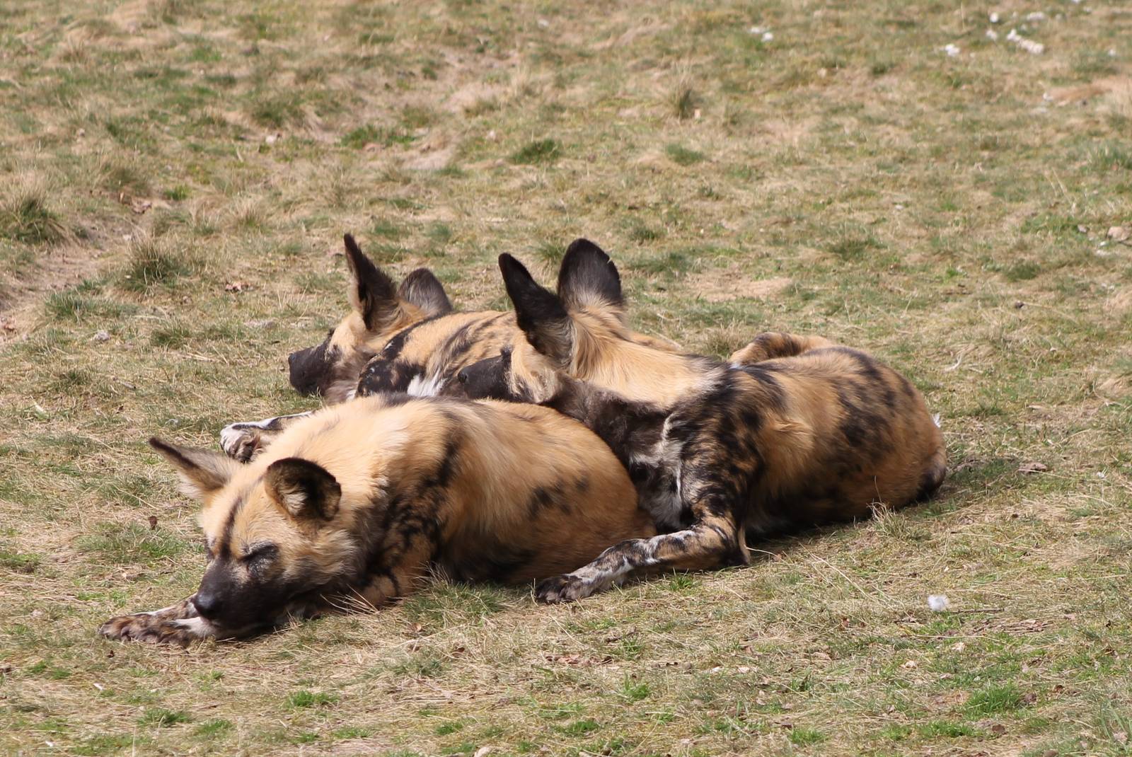 African wild dogs