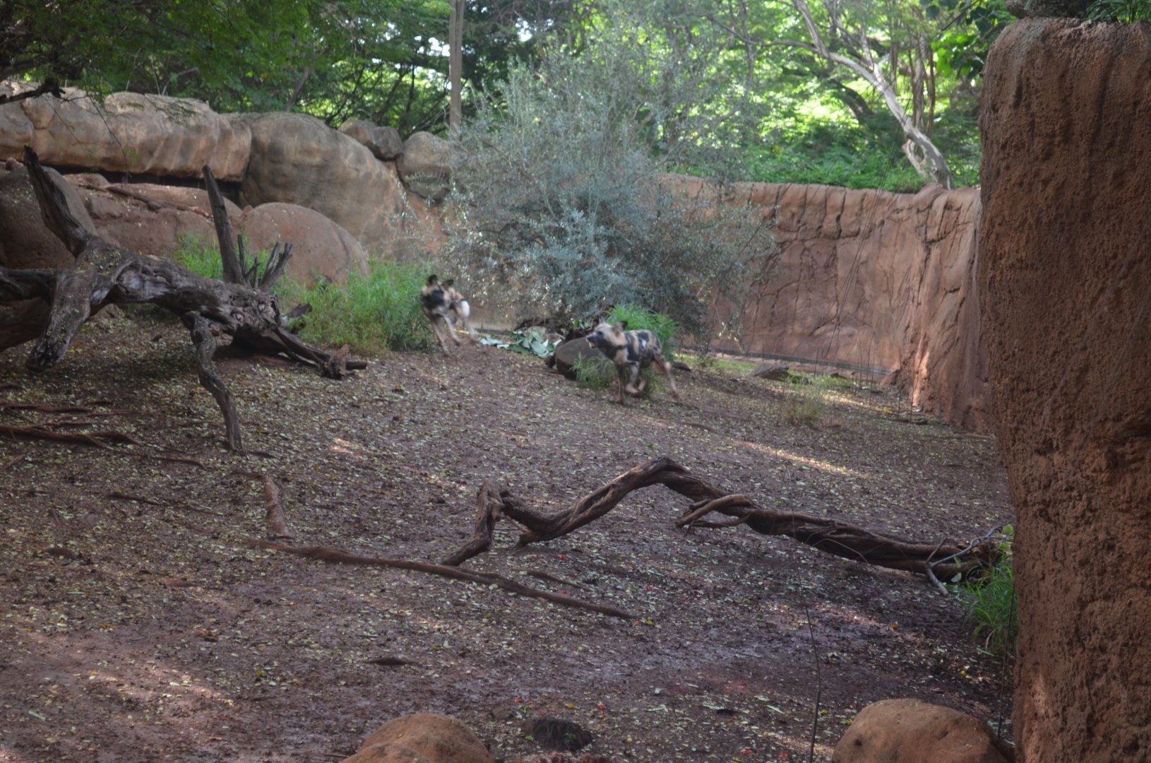 African Wild Dogs