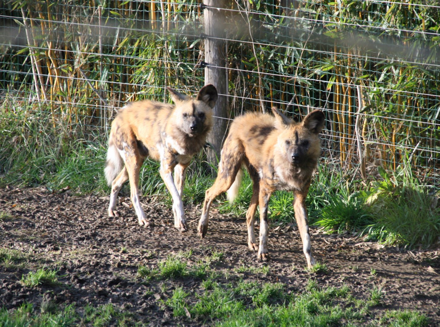 African wild dogs