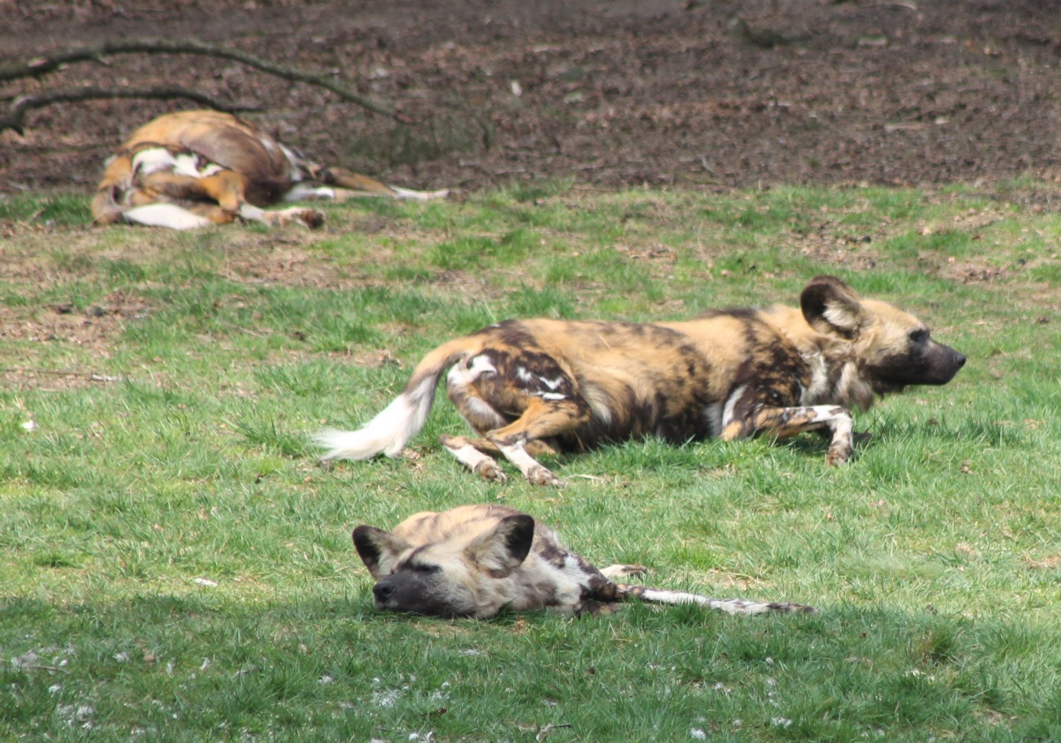 African wild dogs