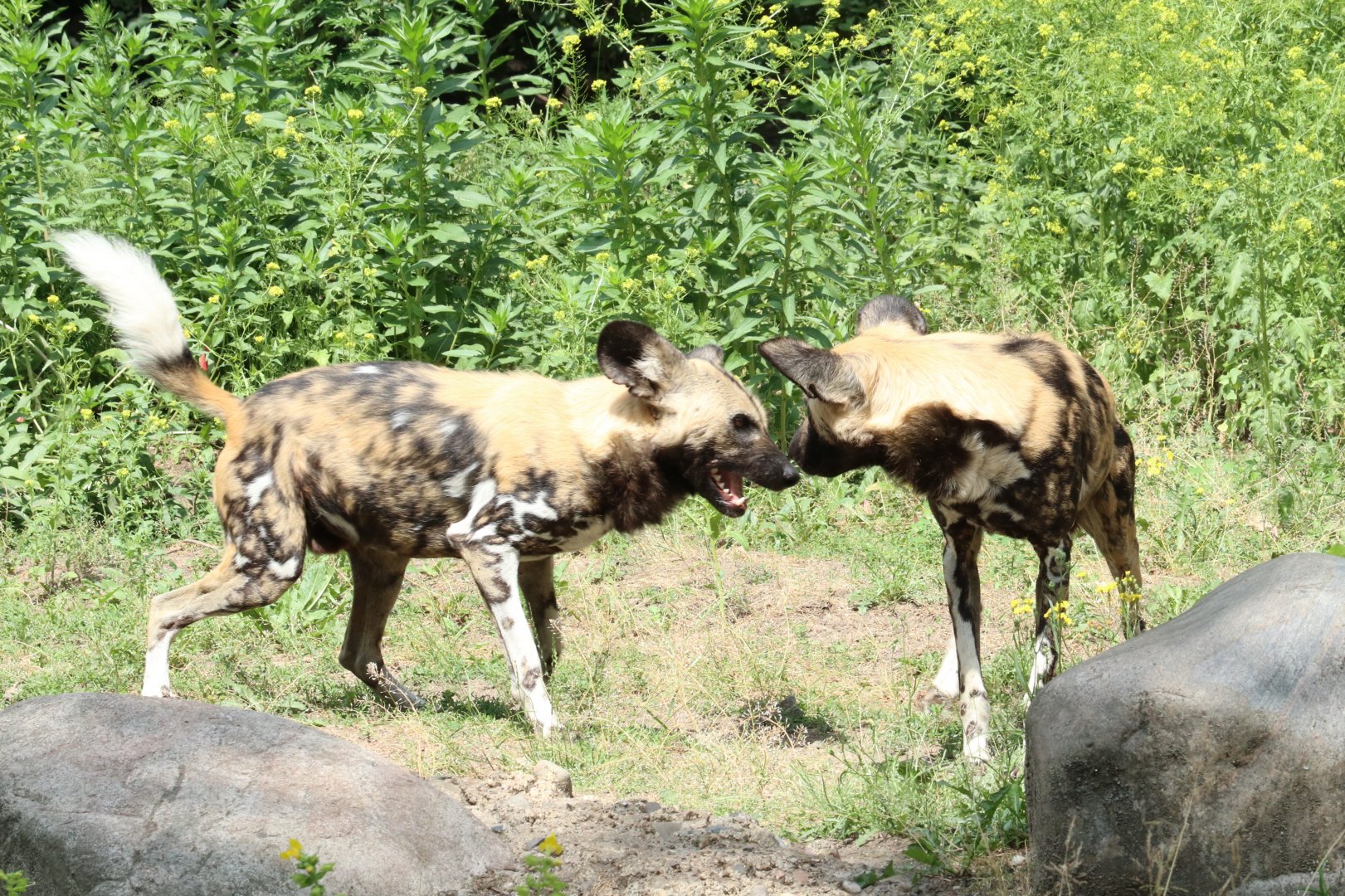 African Wild Dogs
