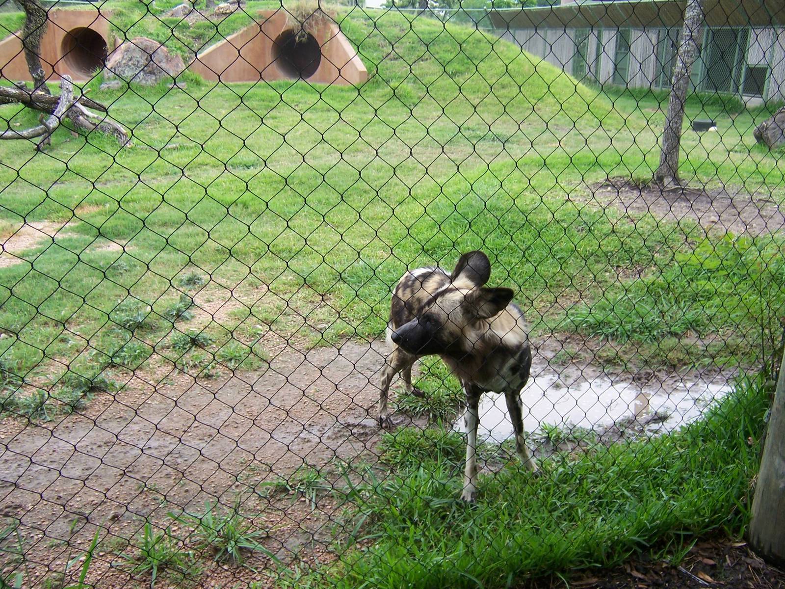 African Wild Dogs