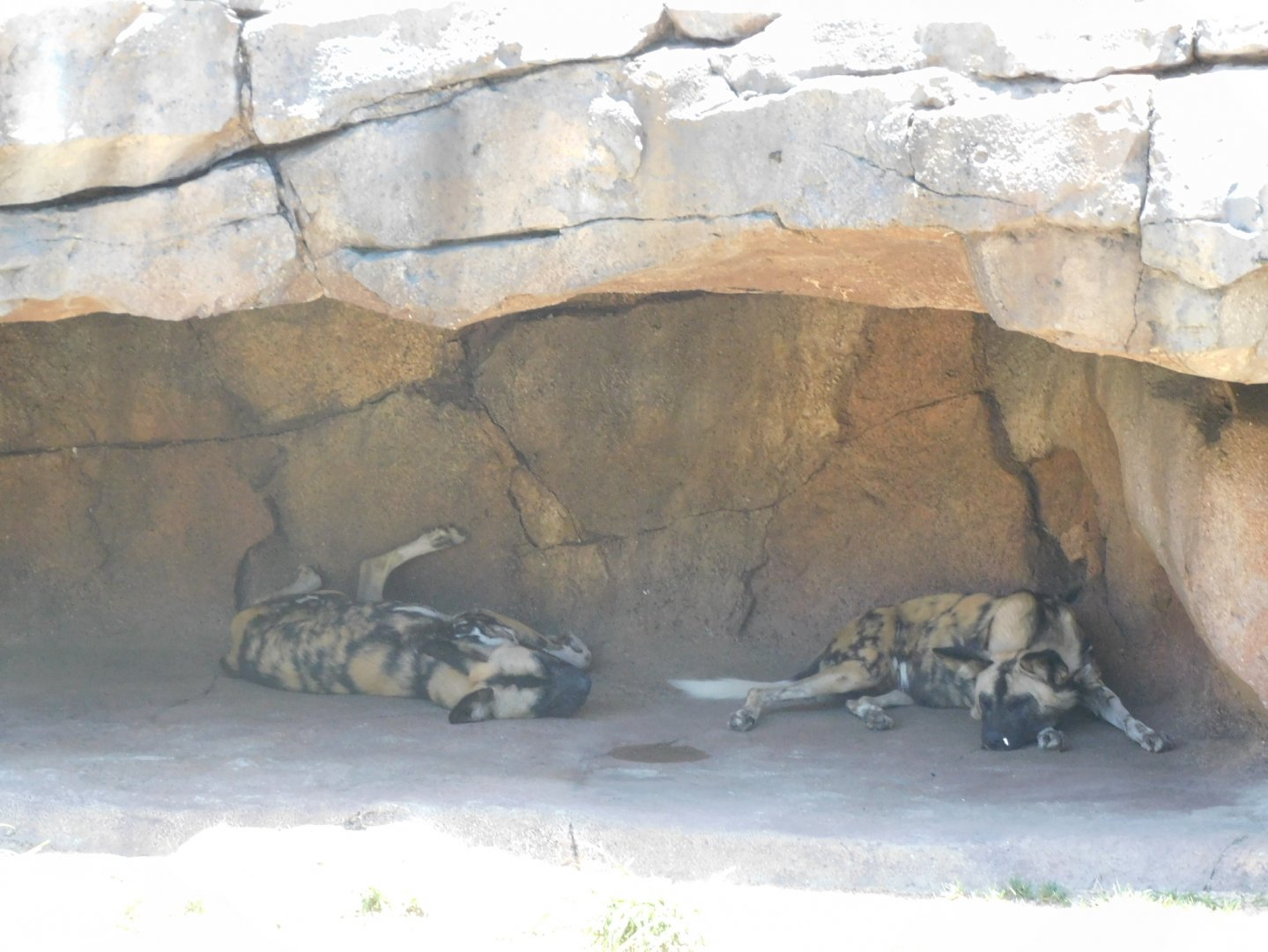 African wild dogs