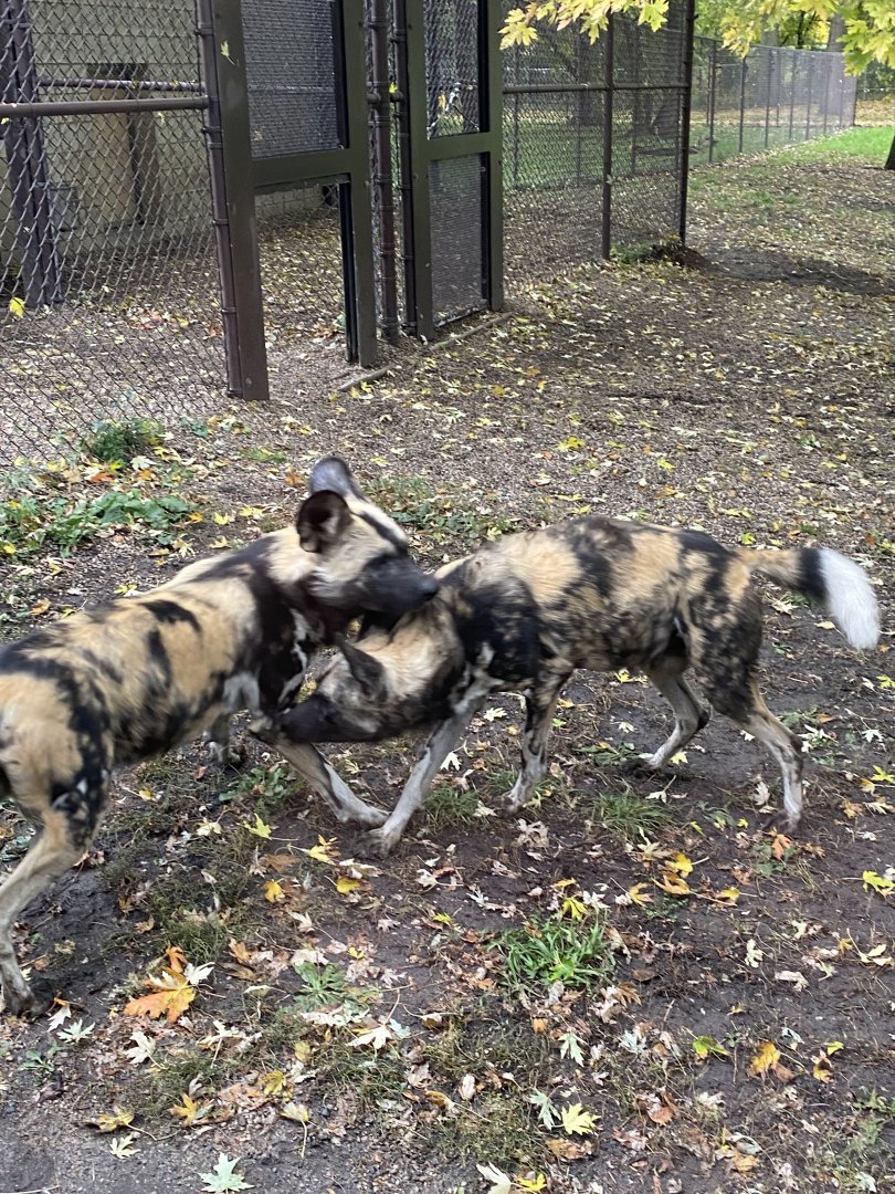 African Wild Dogs