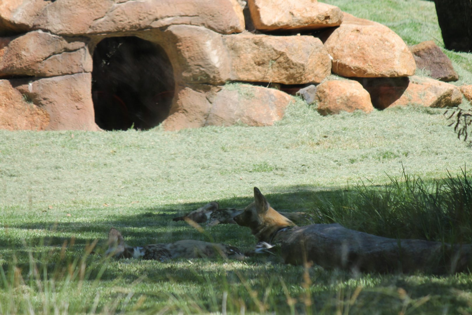 African Wild Dogs