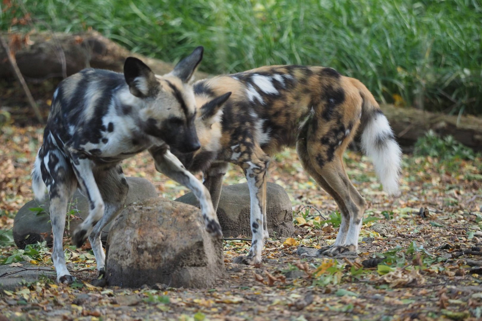 African wild dogs