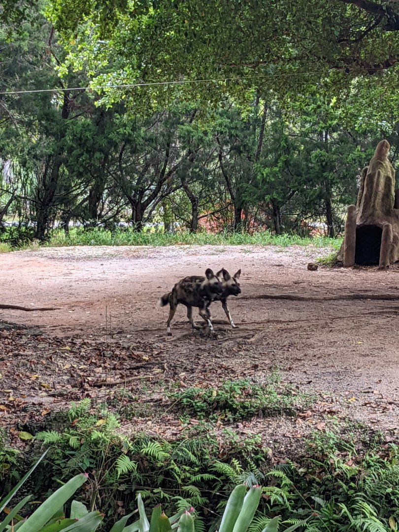 African wild dogs