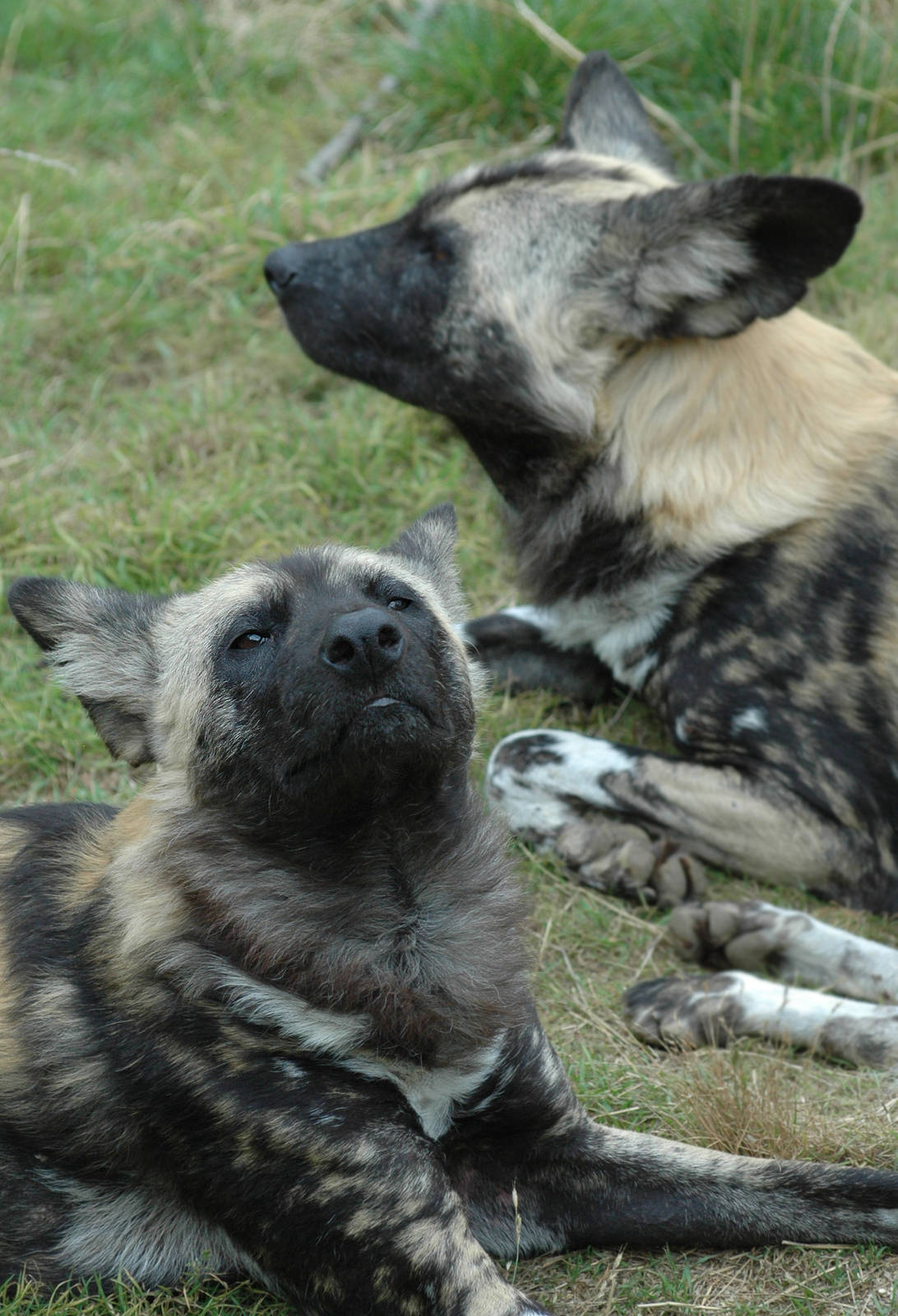 African Wild Dogs