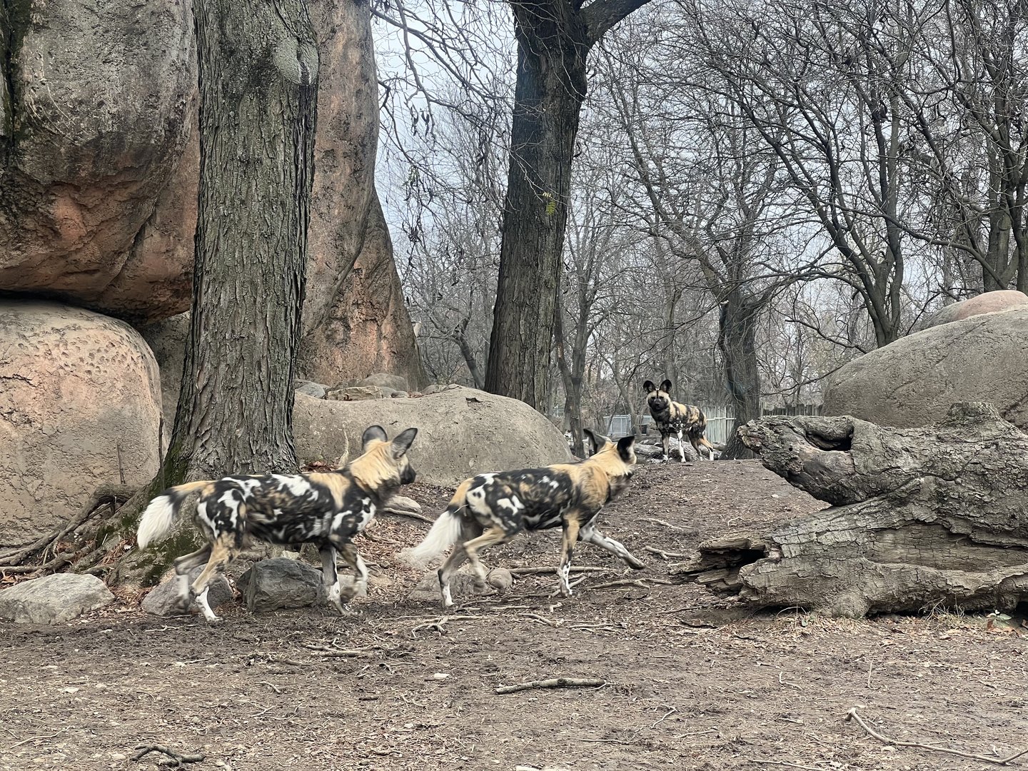 African Wild Dogs