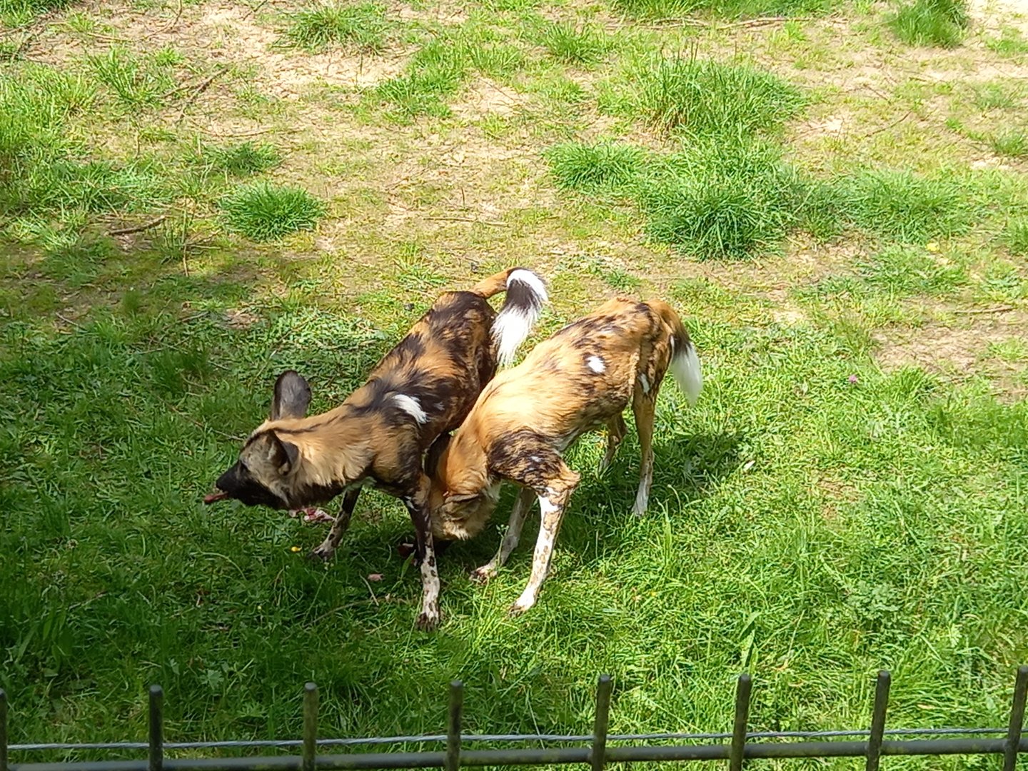 African Wild Dogs