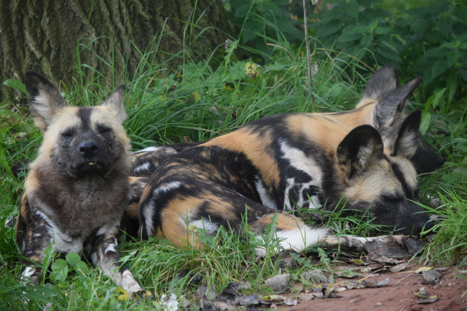 African Wild Dogs