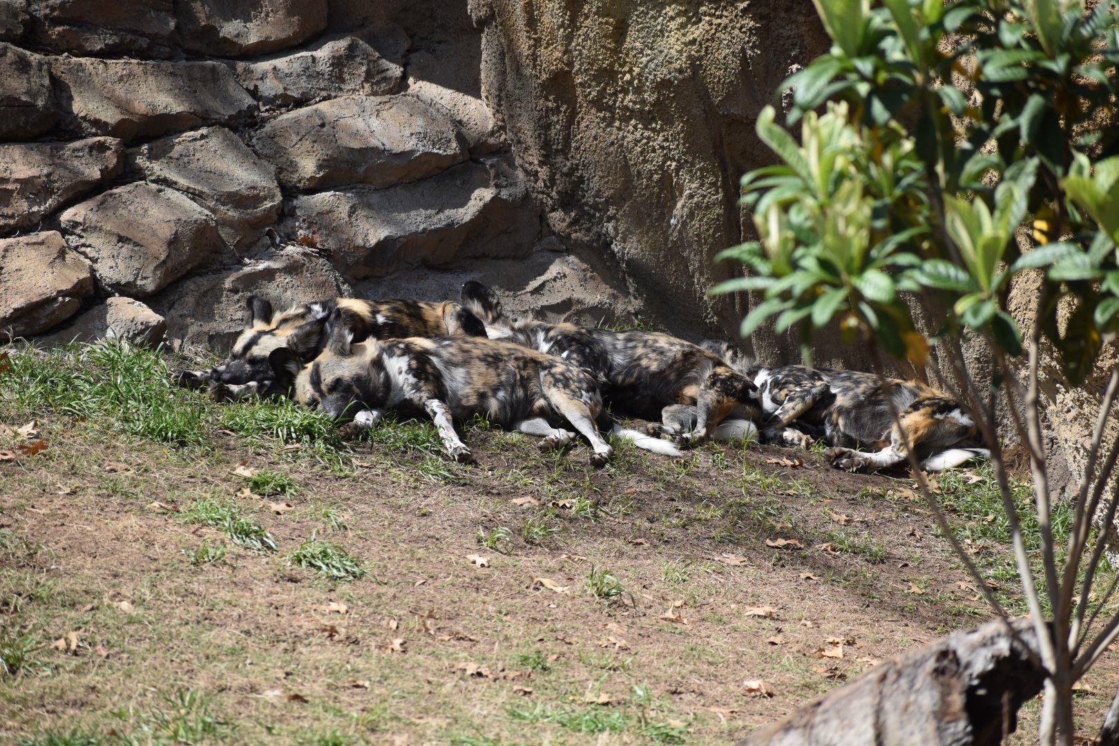 African Wild Dogs
