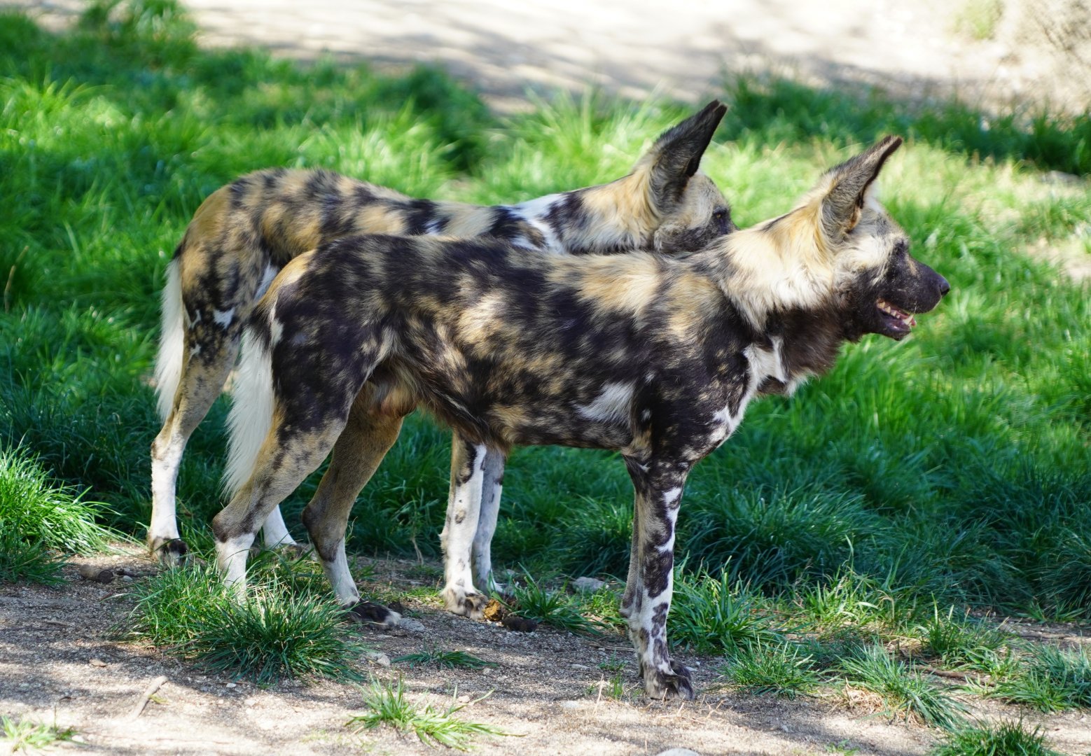 African wild dogs