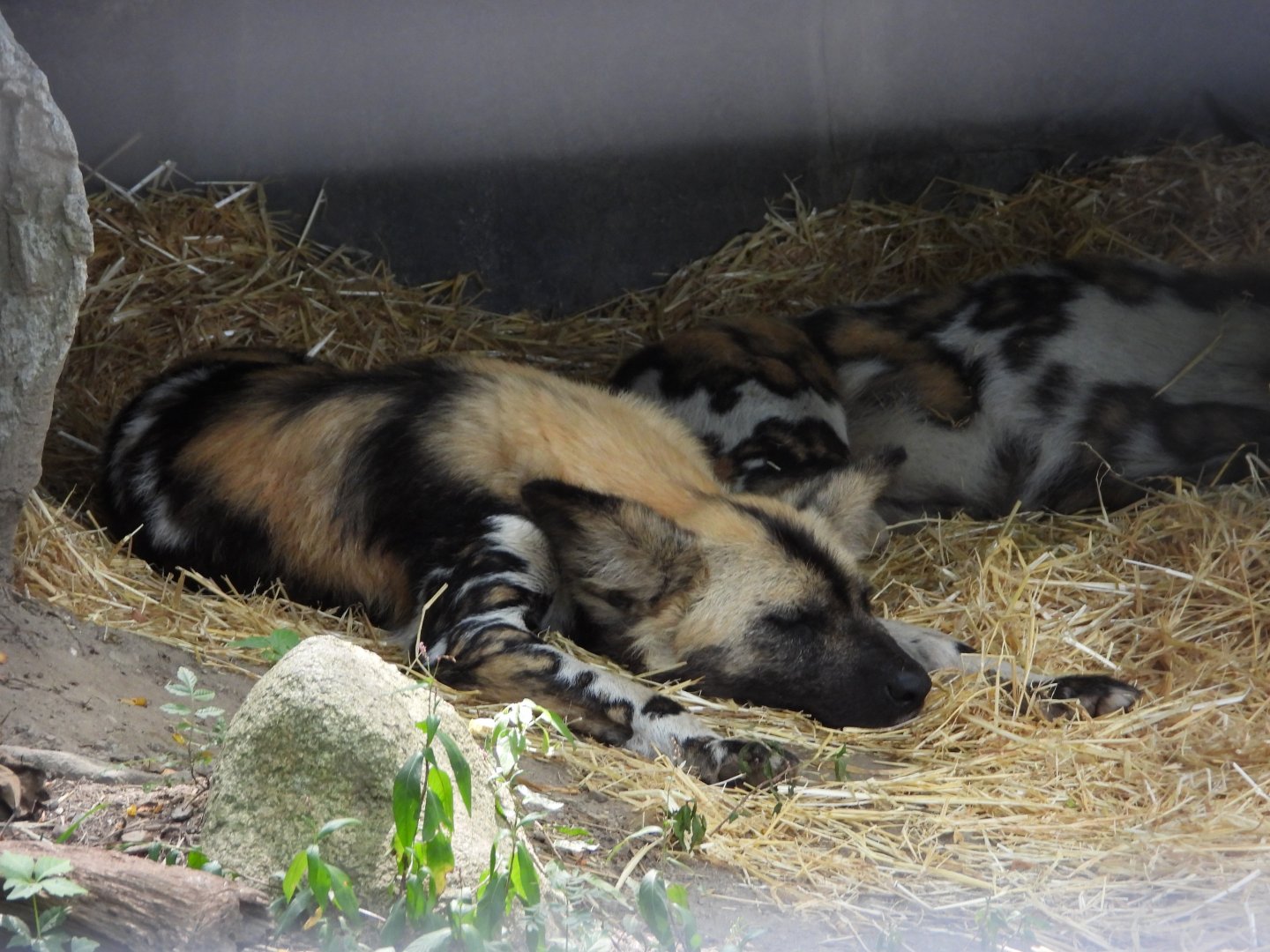 African wild dogs