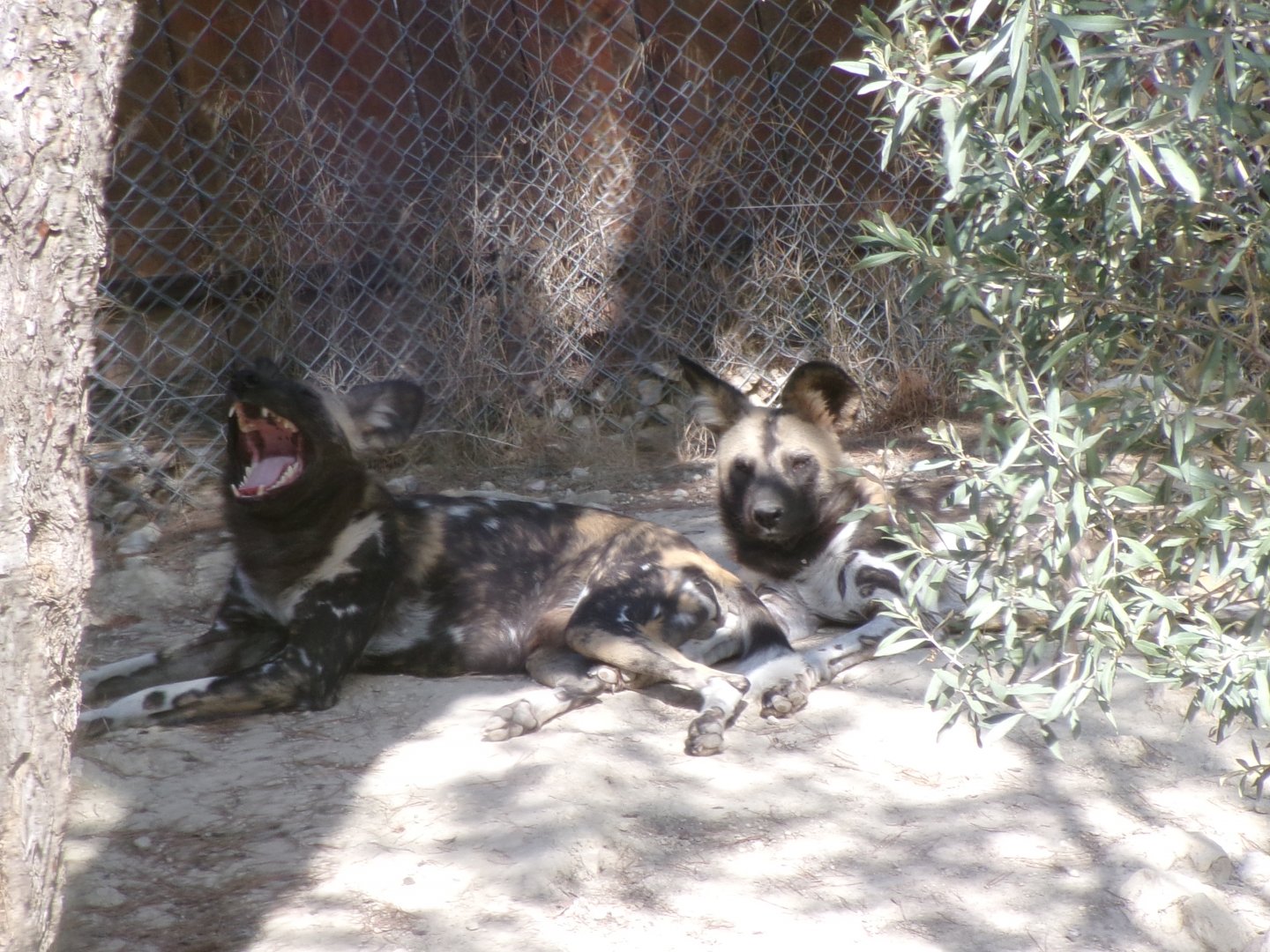 African wild dogs