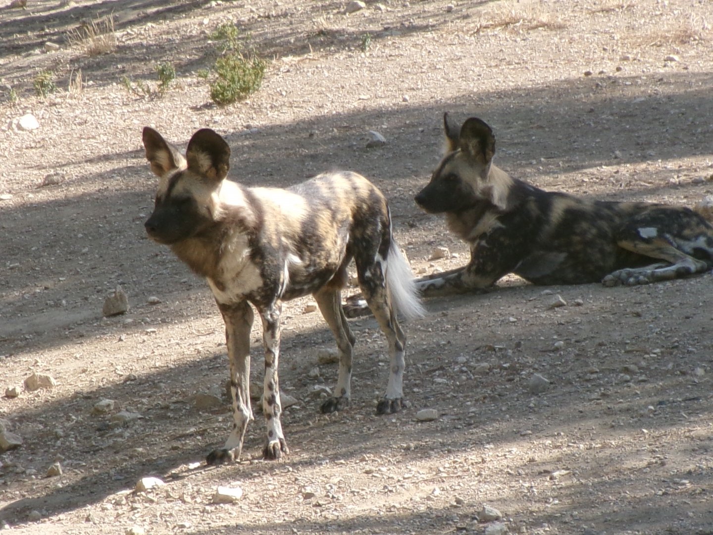 African wild dogs