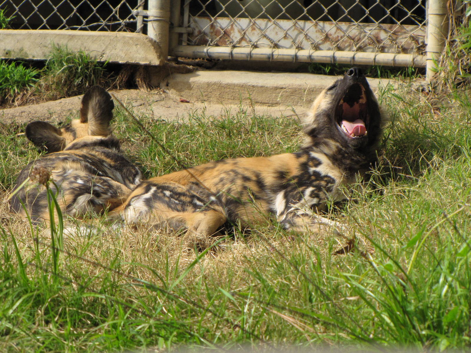 African Wild Dogs