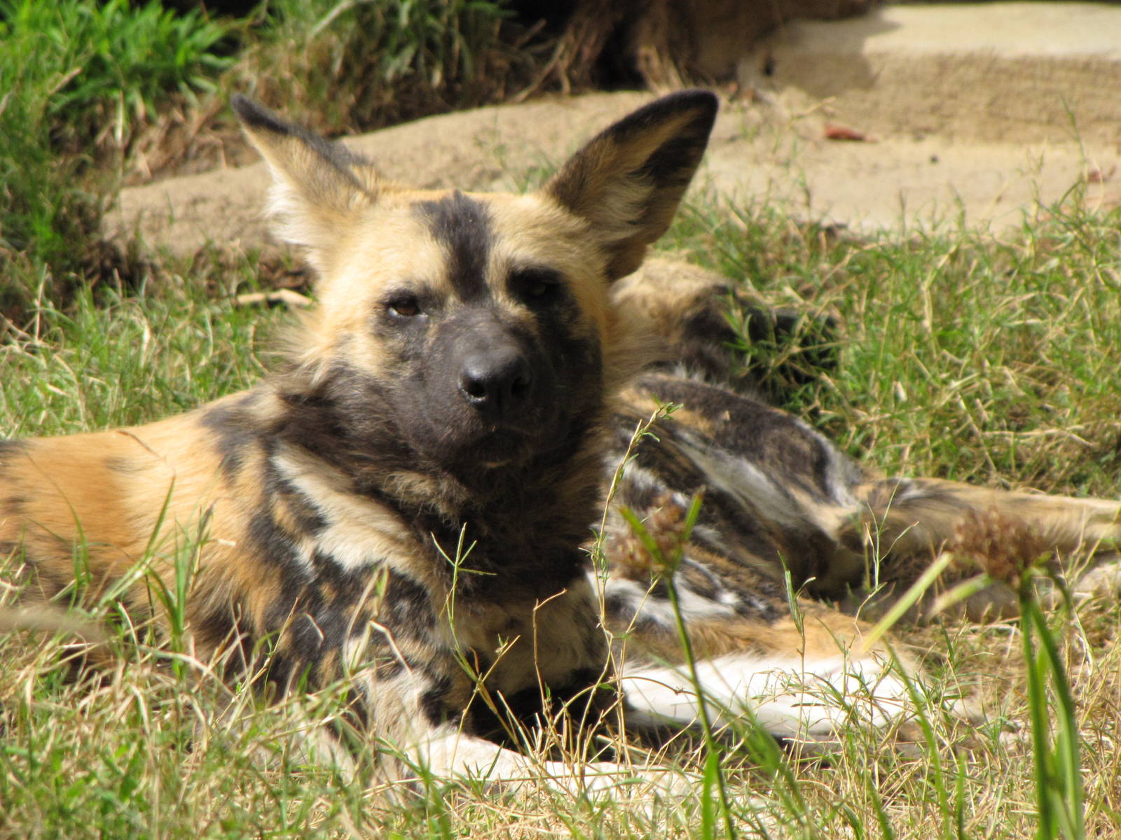 African Wild Dogs