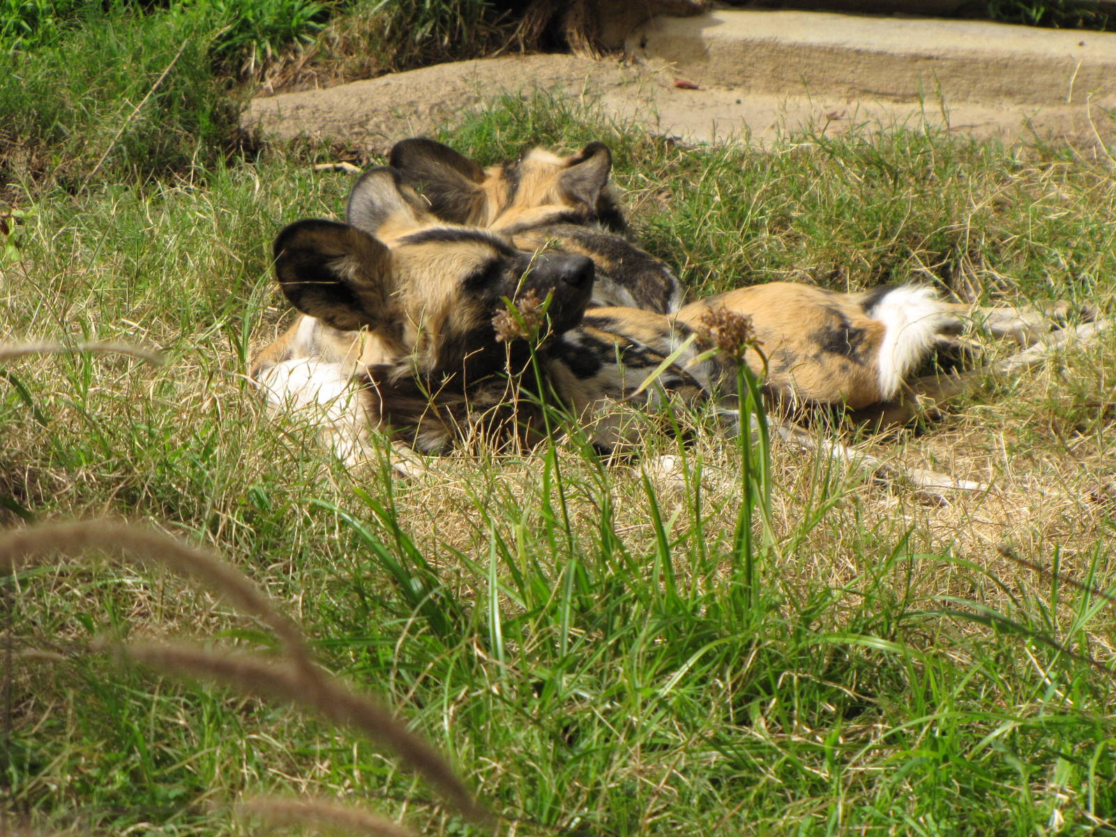 African Wild Dogs
