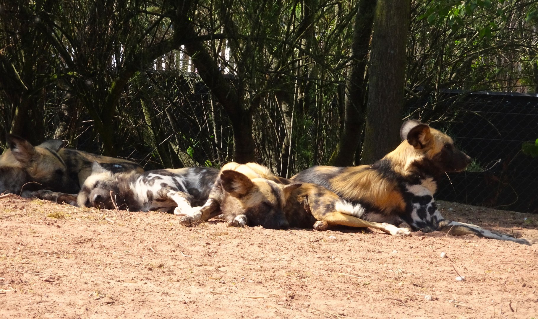 African Wild Dogs