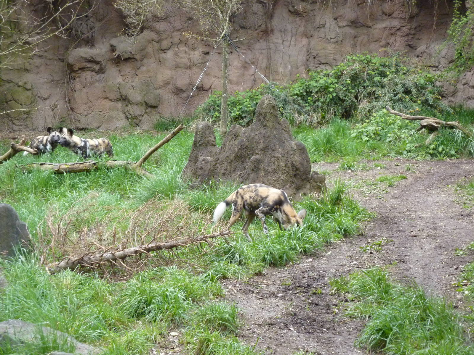 African Wild Dogs