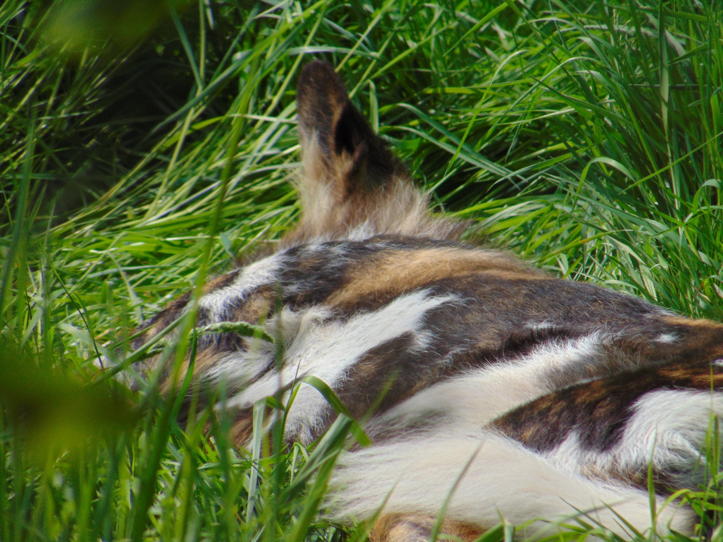 African Wild Hunting Dog