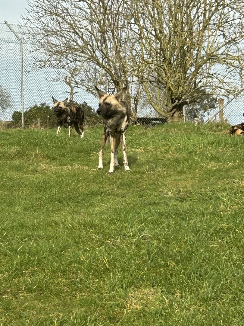 African Wild/Painted Dog, (Lycaon pictus)