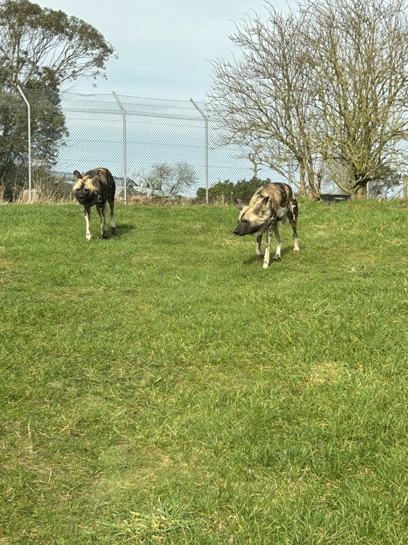 African Wild/Painted Dog, (Lycaon pictus)