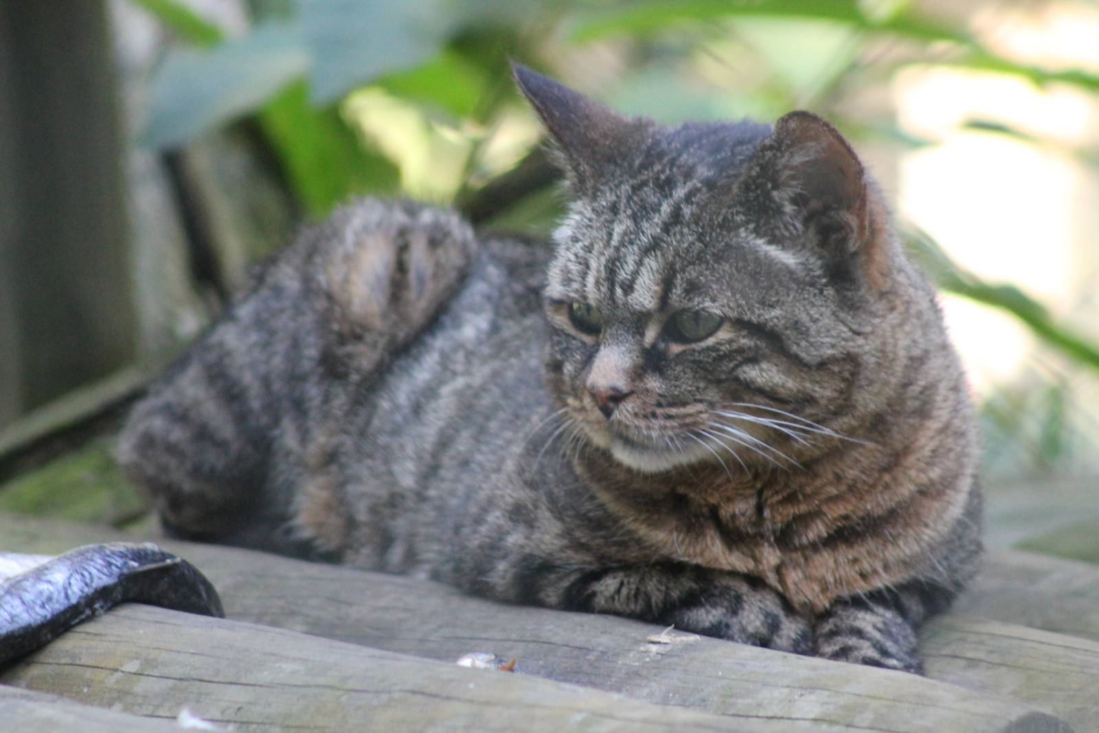 African Wildcat - 18th August