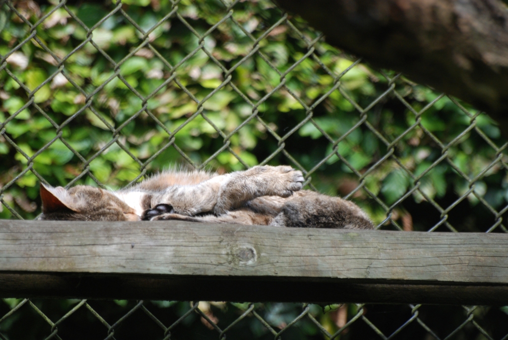 African Wildcat at Howletts, 30/08/14