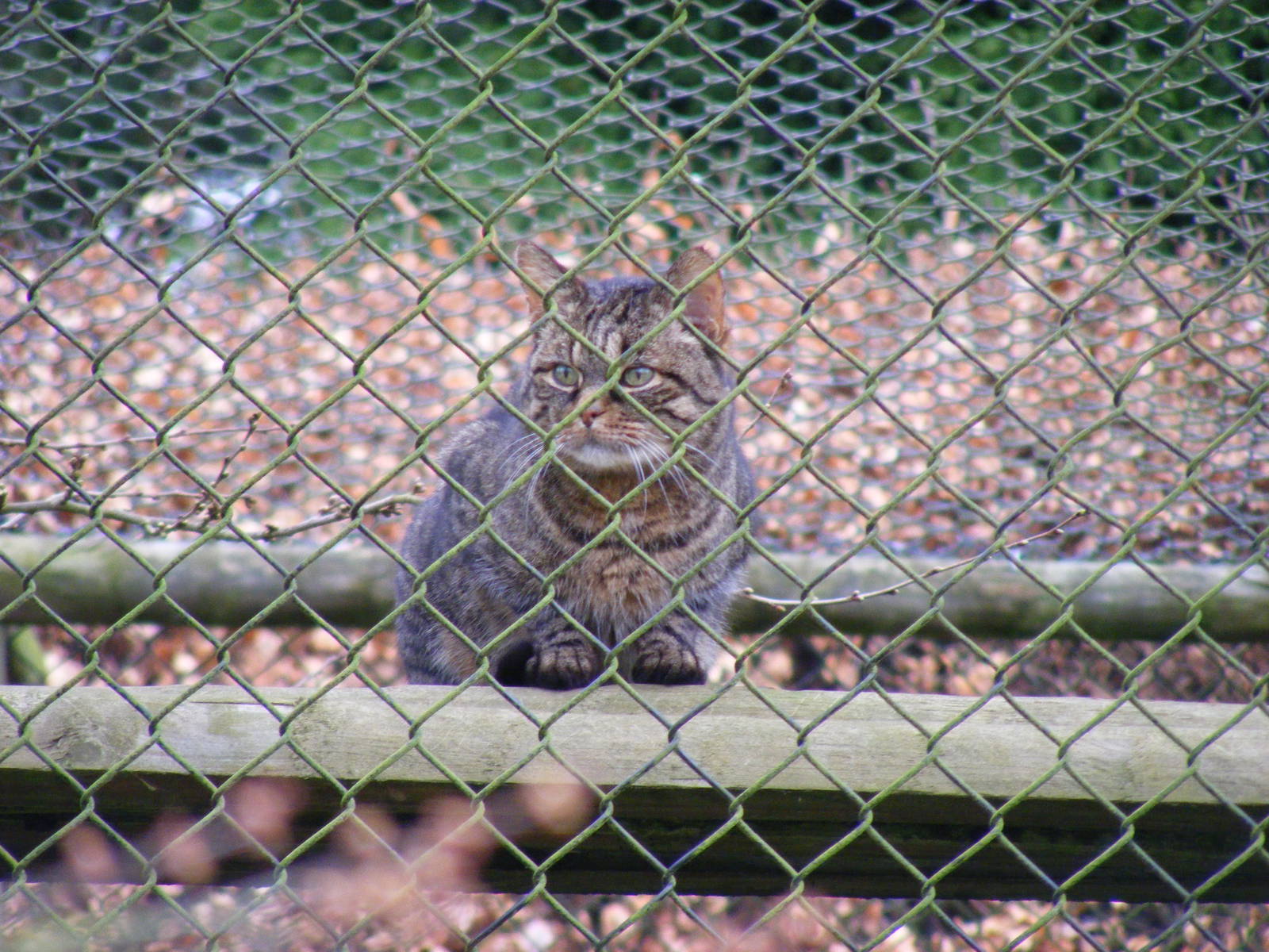 African wildcat at Howletts Wild Animal Park, 12 February 2011