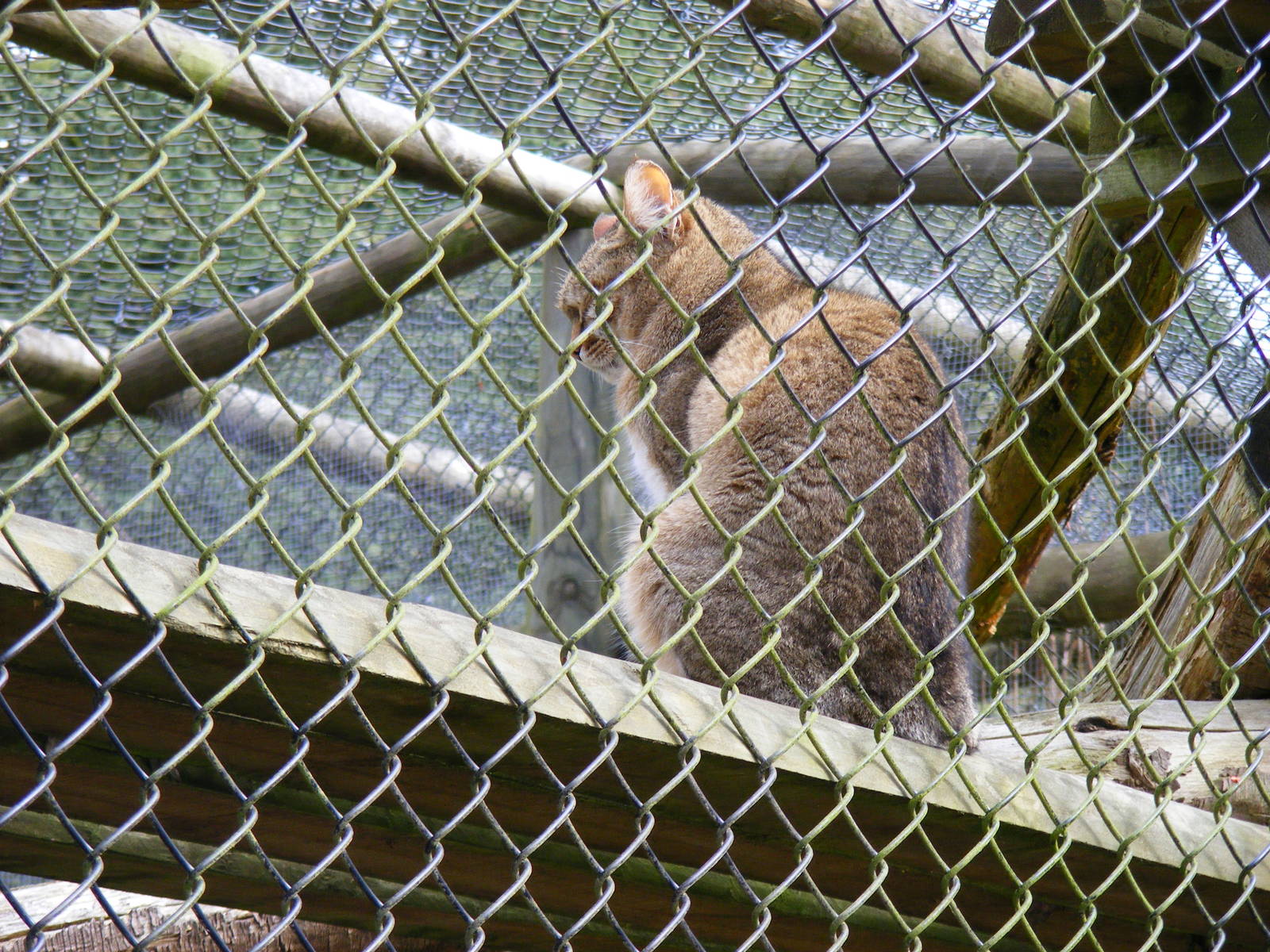 African wildcat at Howletts Wild Animal Park, 3 April 2010