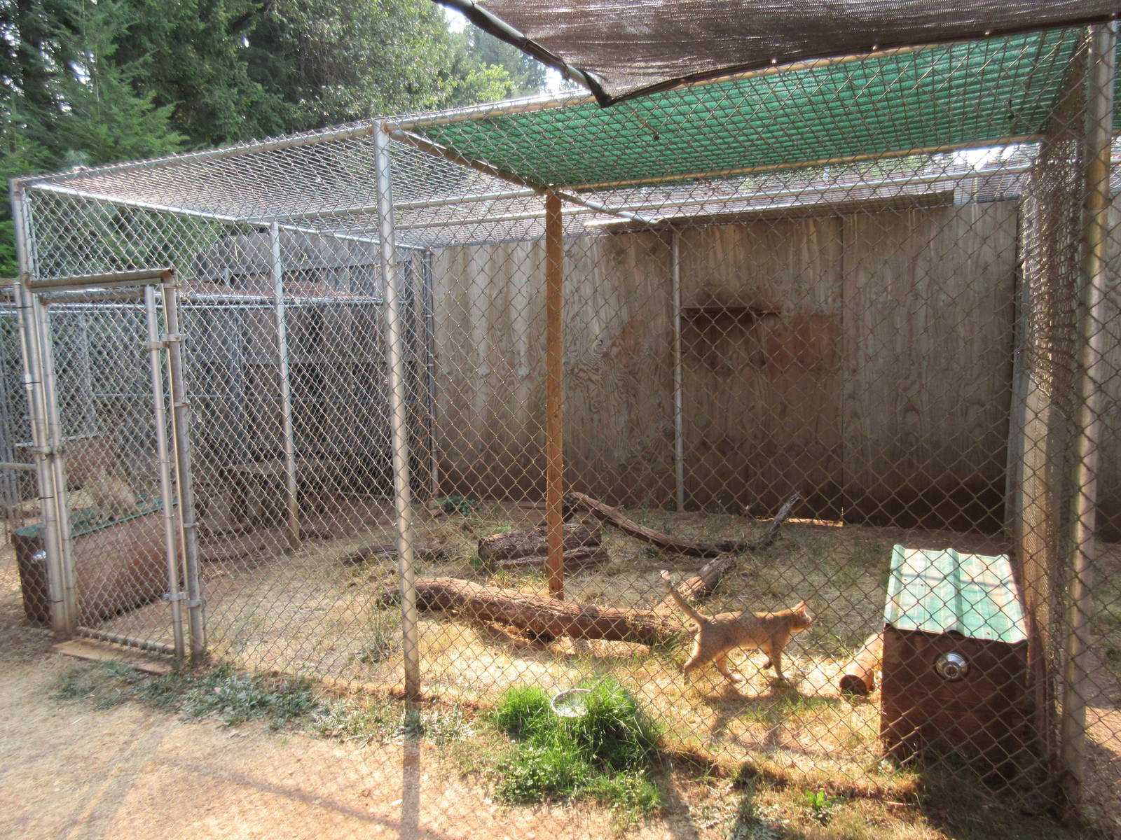 African Wildcat Exhibit (a cloned specimen)