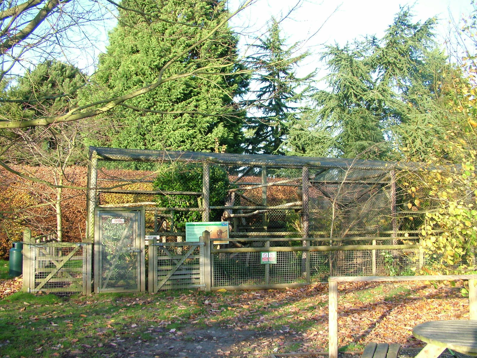 African Wildcat exhibit at Howletts 26/11/09