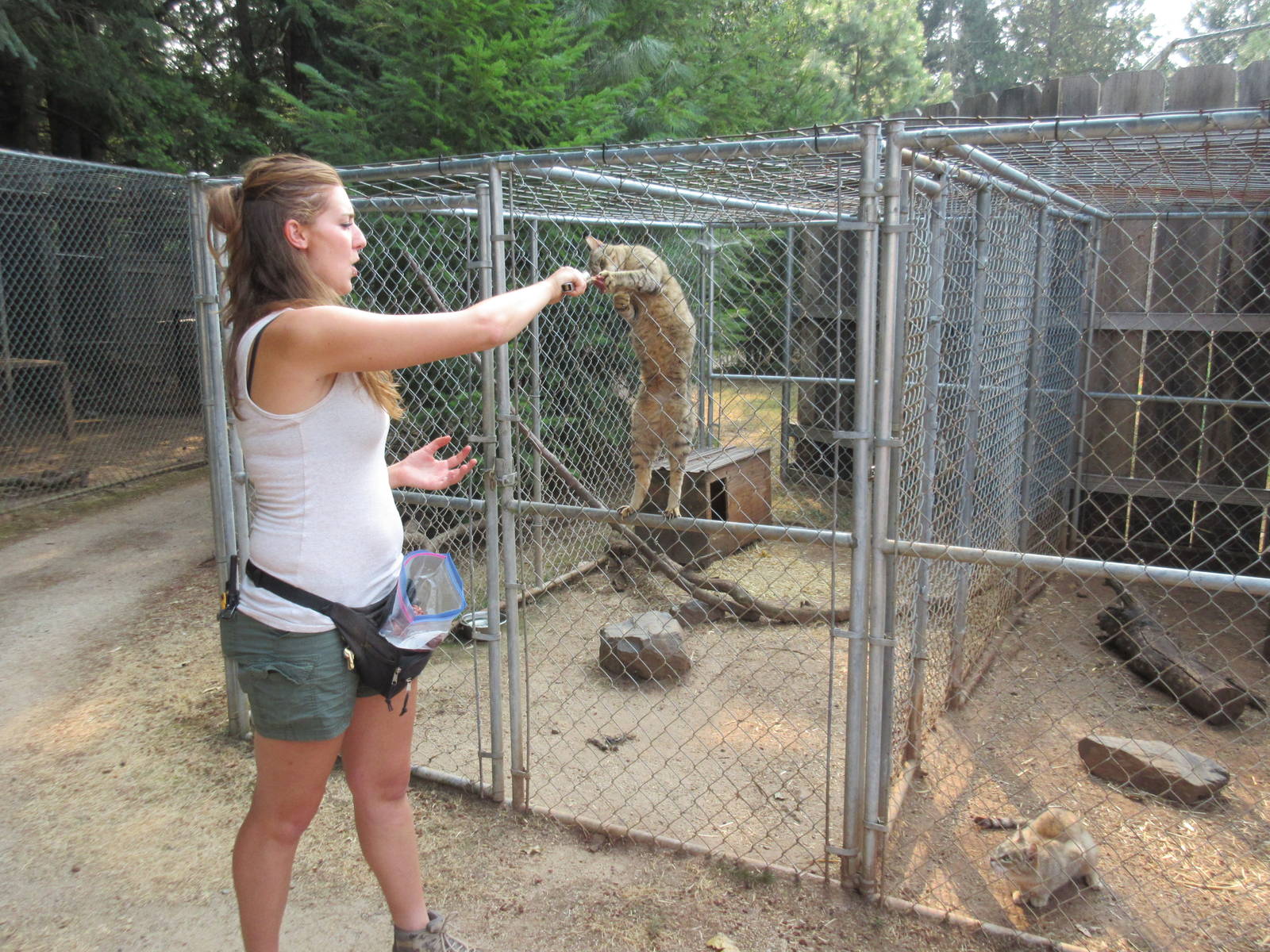 African Wildcat Exhibit