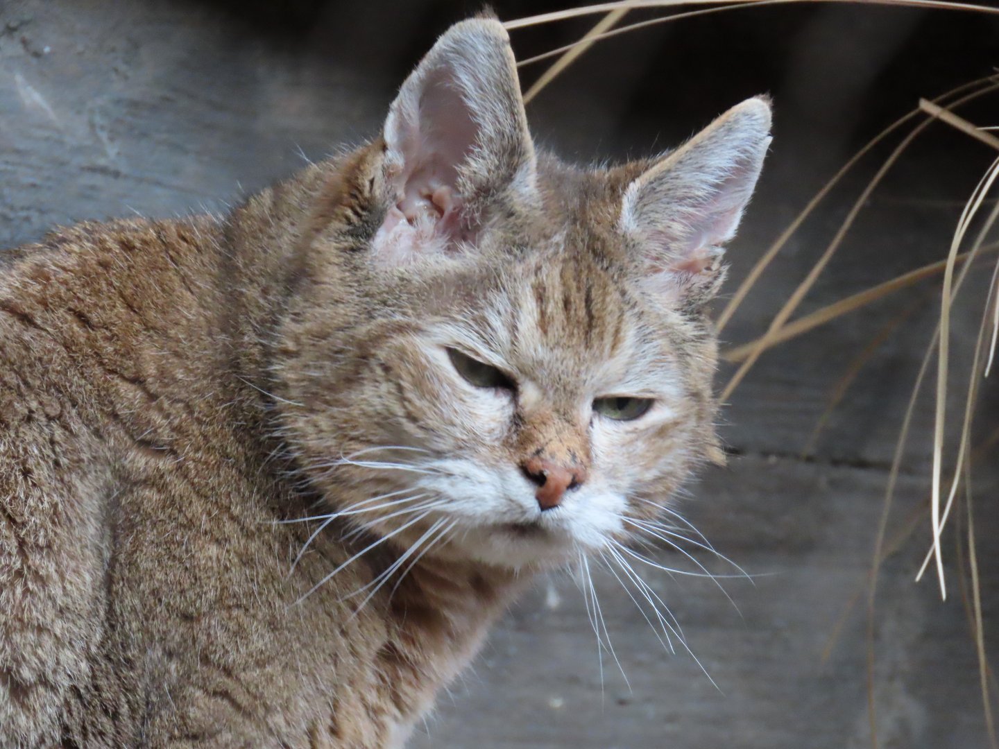 African Wildcat (Felis lybica)