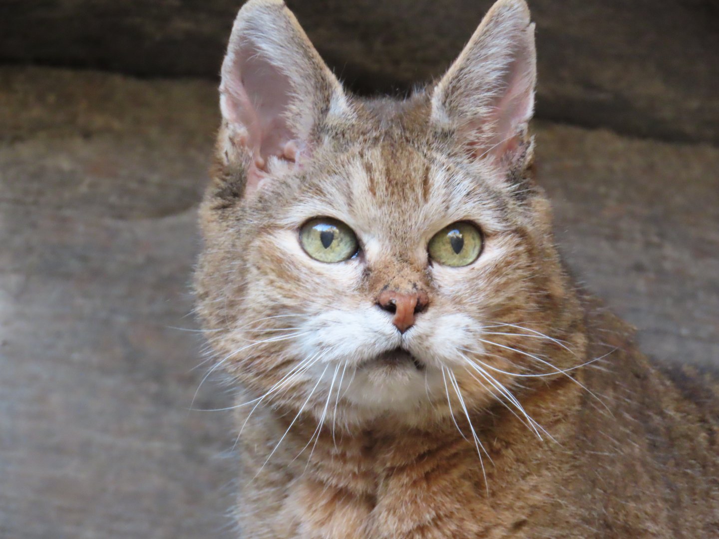 African Wildcat (Felis lybica)